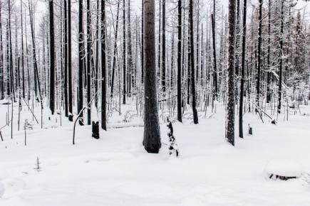 В тайге нашли мужчину, на которого ночью напала собака