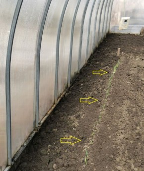 ����� ������ � ������� ����: ������� �������� ������� � �������