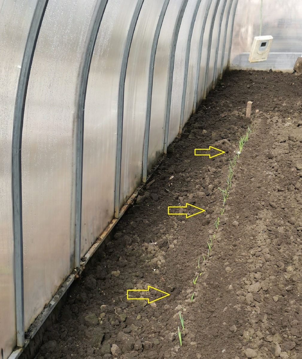 Новый подход к озимому луку: секреты успешной посадки в теплице