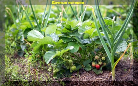 ����� �������� ������� ������� �������: ������������ ������ ��� ���������