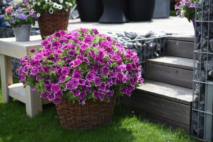 ������� ����� �� ���������: ��� ��������� ������� �� �������� �����