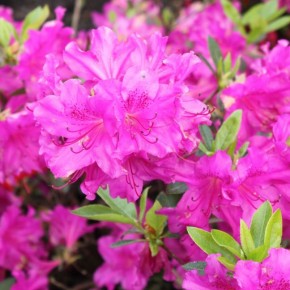 ������ ��������� ������������� �� ���� ������ �����