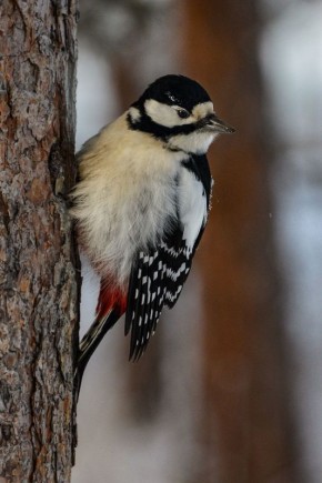 ������ ����, ������!. ������� ����� ������