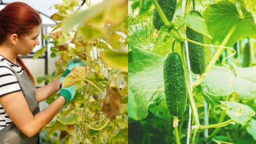 Триходерма на перловке: как быстро получить здоровый урожай