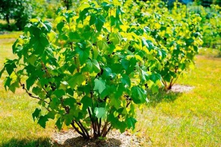 ��������� ���������: ������ ���� ���� ����� �������� � ����� ����