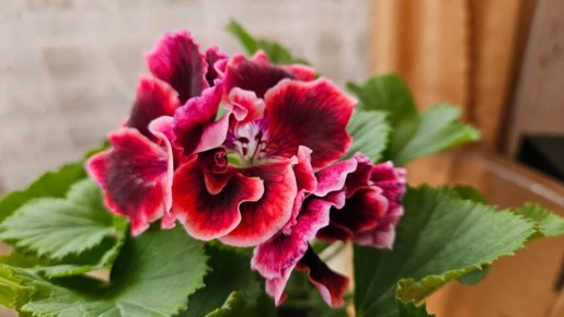 ��� ��������� ����� ������ �������� ��� ��������: ������� �� ��������