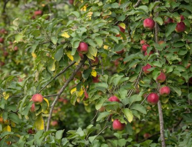 ��� ������ ������� ������: ������� ����������� ���������