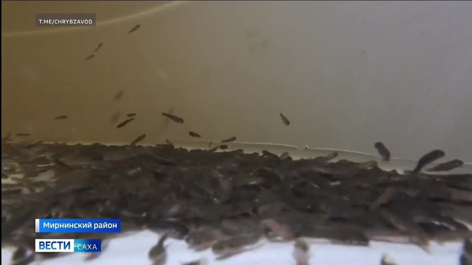 ���������� ������������� ��������� ���������� ������������ �������� ����� �������� ������ �� �������� ��������