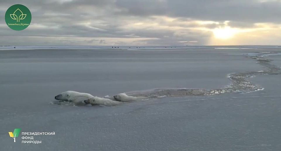 ����� �������� �� ������, ������