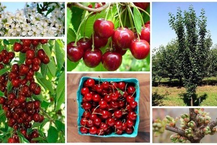 ����� ��������: ������������� ����������� � �������������� �����