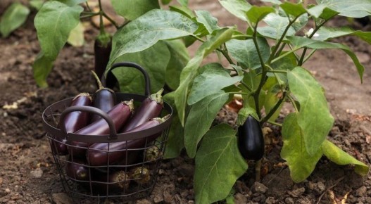 ����� � ����������� ����������: ������� ������������ ������ � ����� �� ��������