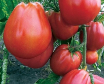 ������ 2025: �� ������������� �� �������� � ��� ������� ������ ����