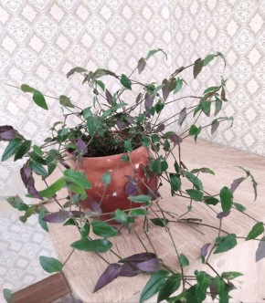 ��� �������� ��� ���������� ����������: ������������ � ������ � ���������