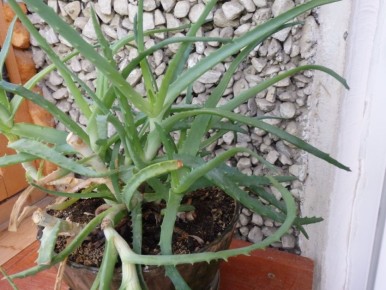 ��������, ������� �� ������ ����������: ��������� �������� ��� ������ ����