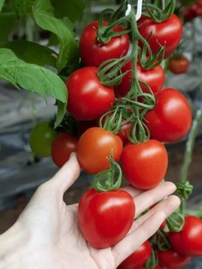 ����� ������: ������ �������� � ������� ��������� �����������