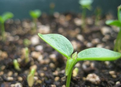 ��� ��������� ����� �������� ������ ����� ������� �������: ������� �������� growers