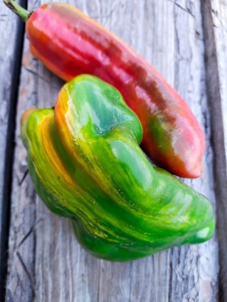 Полосатый Билла: Удивительный перец для настоящих любителей