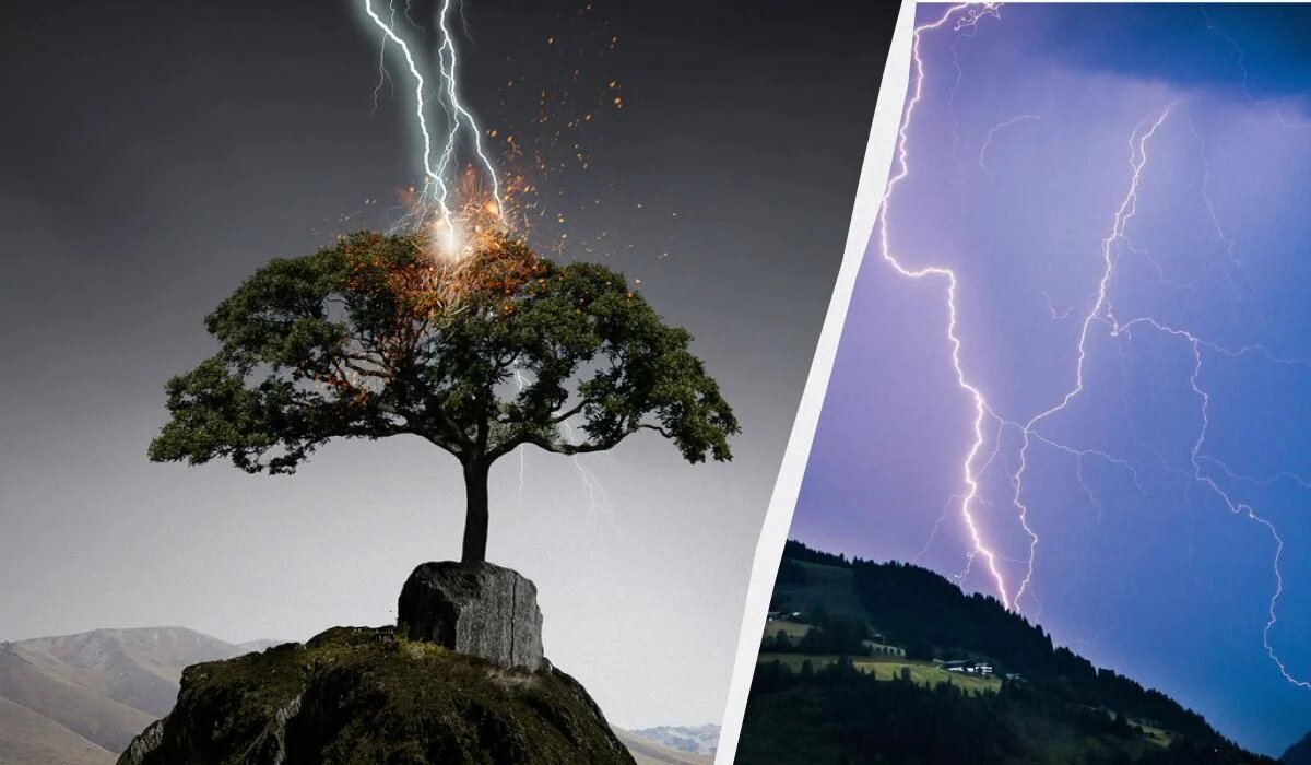 Опасные деревья: какие растения притягивают молнии и как избежать беды