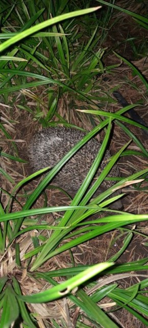 Тайные страсти: как кулинарные предпочтения раскрывают человеческие драмы