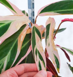 ������� ����� �� ����������: ��� ����� ����� ���������