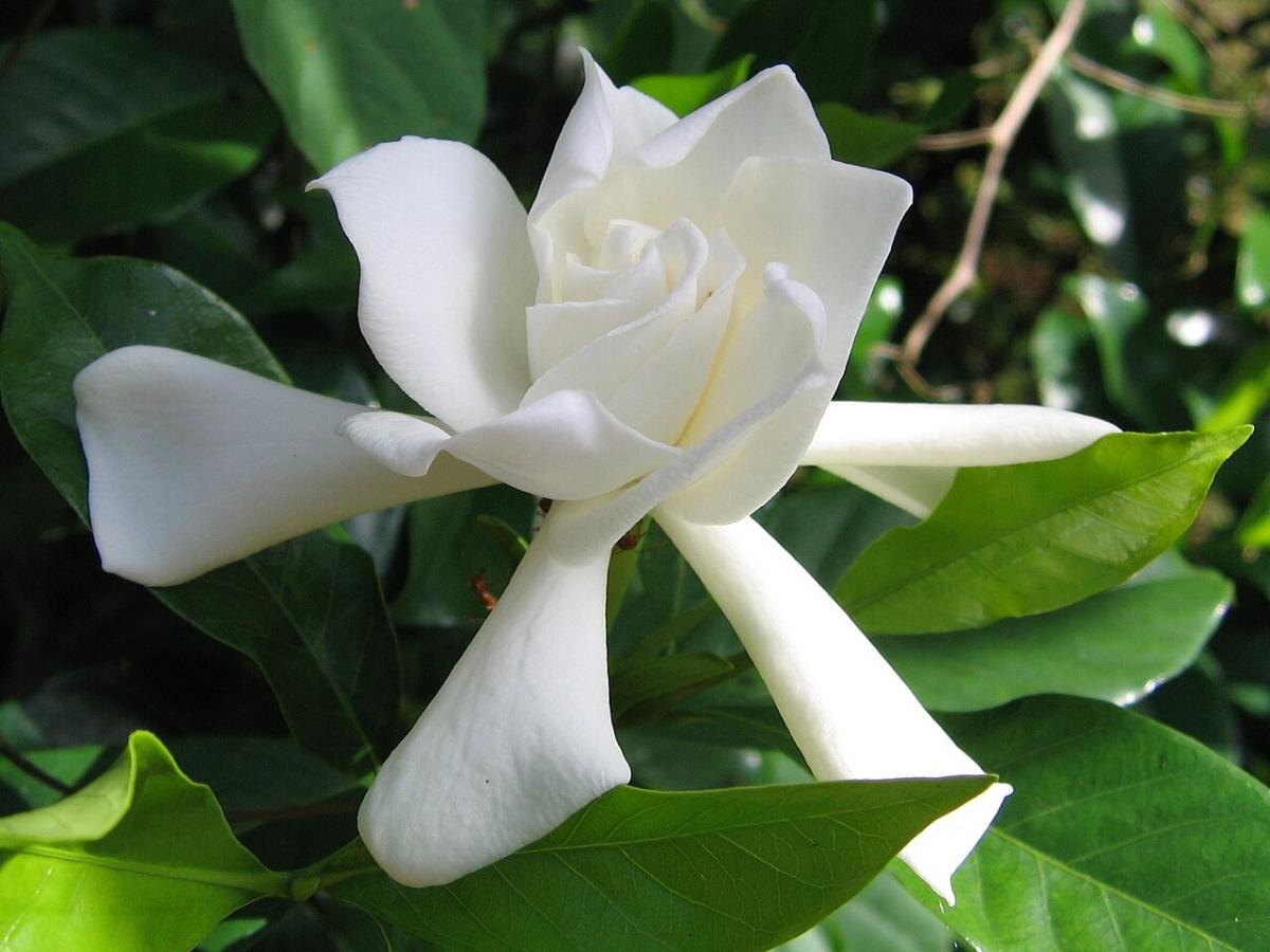 Гардения: магия вечернего аромата для вашего дома