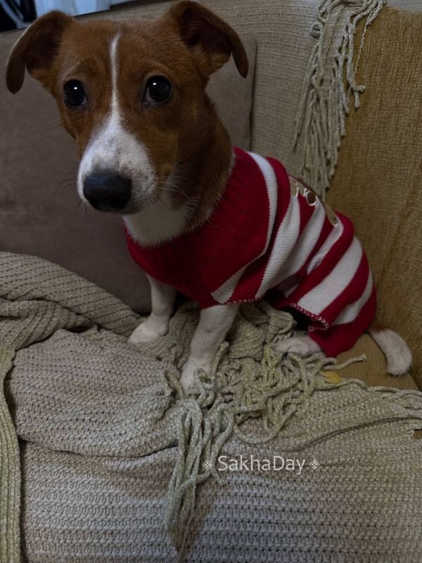 Здравствуйте, помогите пожалуйста может кто подобрал в такой холод, потерялась , выбежала из дому, собака породы Джек Рассел девочка откликается на кличку Джесси есть клеймо