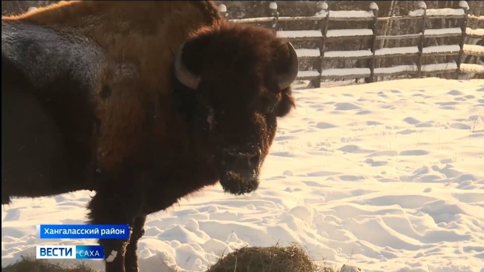 Лесные бизоны будут осваивать новые для них территории Якутии