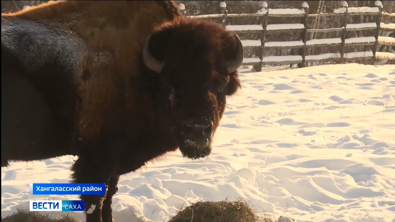 Лесные бизоны будут осваивать новые для них территории Якутии