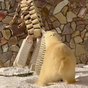 ��������� ���������� ������ ����