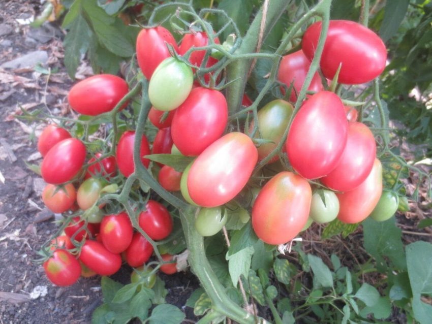 Томат Сан Саныч: идеальный сорт для раннего урожая и салатов