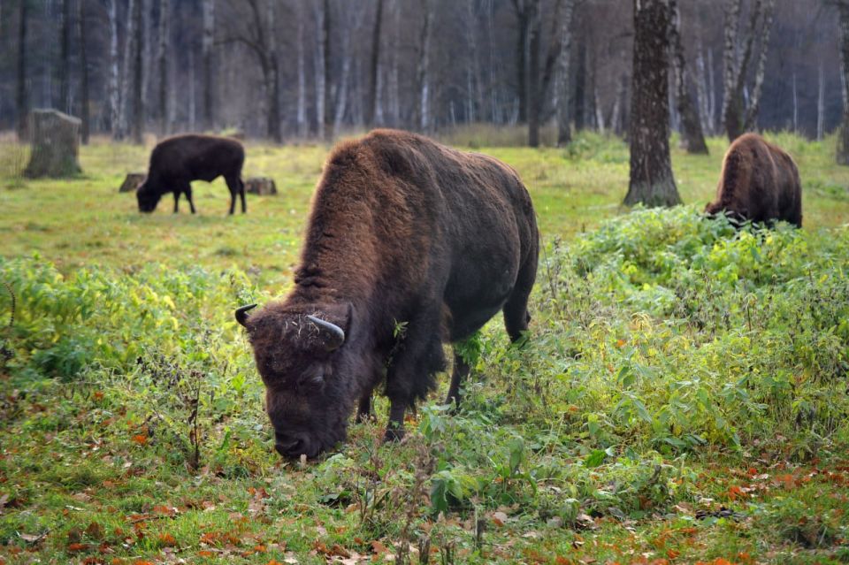 Лесных бизонов расселят в Якутии на новые территории
