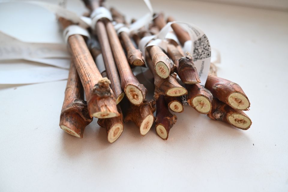 ��� ��������� ����������� ������� ��������� � �����: ����������� �������