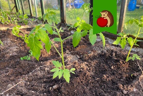 Идеальные ингредиенты для высадки томатов: секреты урожайных плодов