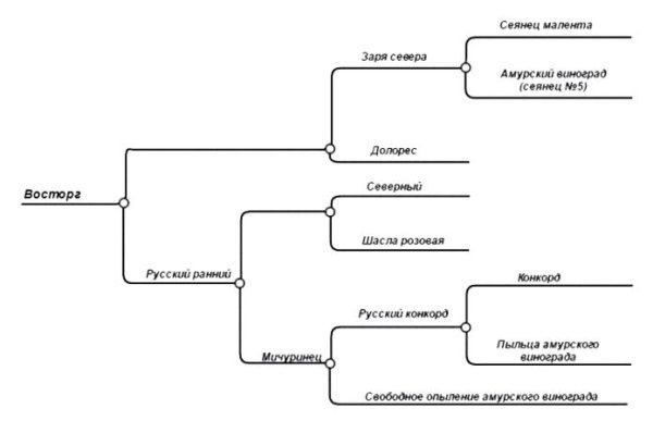 �������� �������: ���� ��������, ������� �������� �������