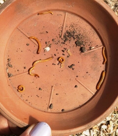 Экологичная борьба с проволочником: ловим вредителей на картошку