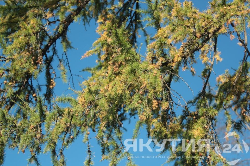 Рослесхоз выявил более 300 нарушений лесного законодательства в 15 регионах