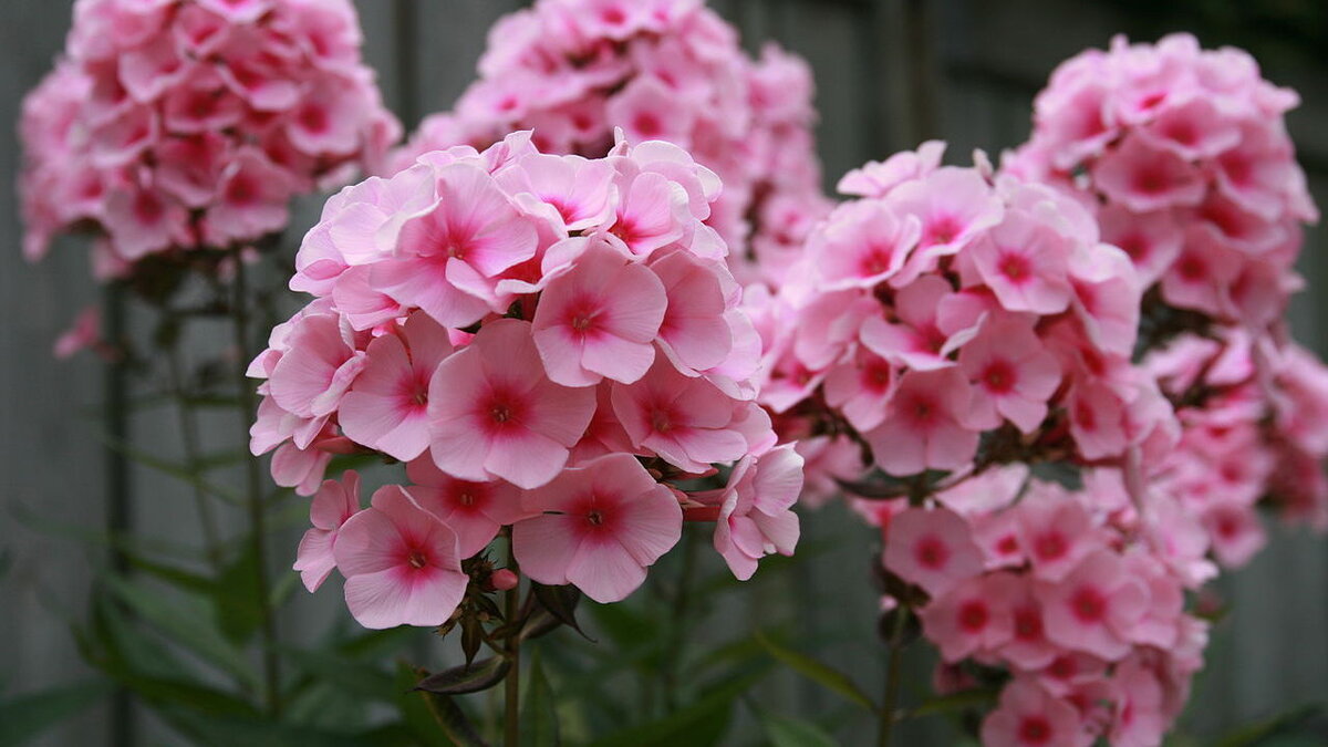 Как создать яркий уголок с помощью флоксов: советы по посадке