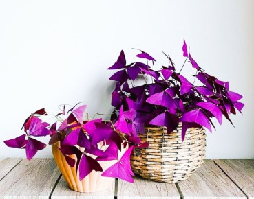 7 ��������, ������� ����� �� �������� � � ��� ������