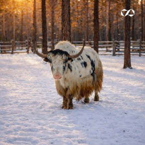 АЛРОСА расширит поддержку природного парка «Живые алмазы Якутии»