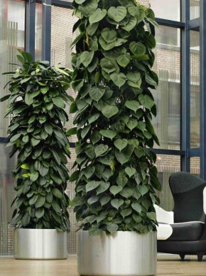 ����������� �������������: ������� ��� ��������� �����