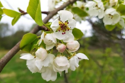 Как правильно подкармливать грушу после цветения для максимального урожая