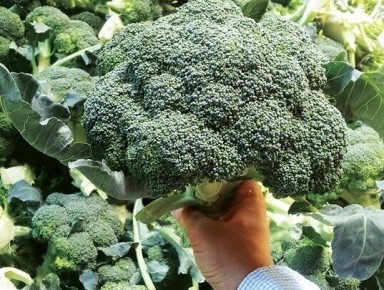 ������� ��������� ����������� ��������: ��� �������� ���������������� ������