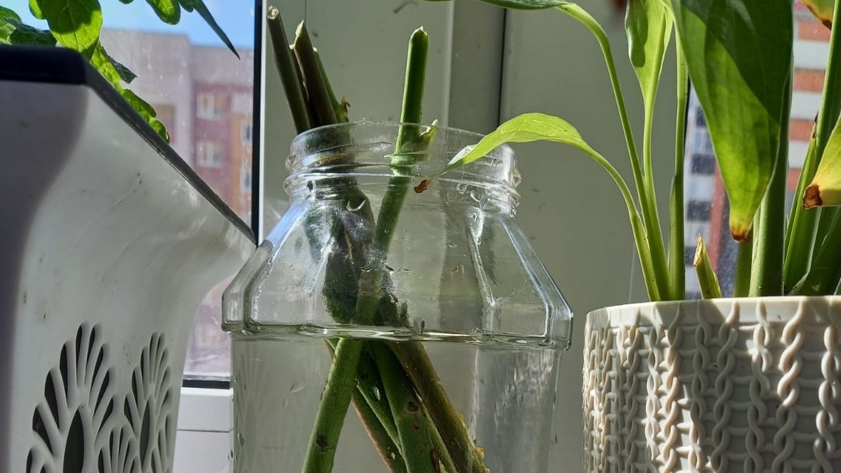 Как укоренить розы зимой: секреты успешного размножения