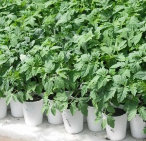 ��� �������� ������� ������: ������� �������� �������� ��� ��������� ������