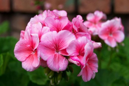 ����� ��� ������ � ������: ��� ����� ����� ��������