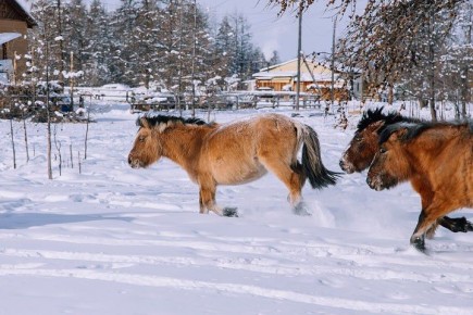 До -5 градусов потеплеет в Якутии 26 февраля
