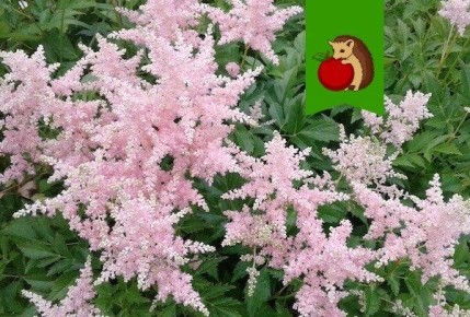 Уход за астильбой: как подготовить растение к зиме