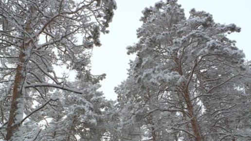 ������� ������ � ������� �� 26 �������