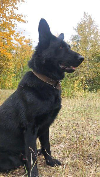 Легендарная собака-следователь Арес уходит на пенсию в Якутии