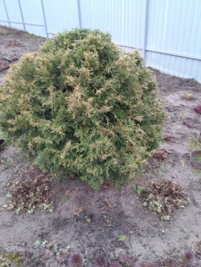 ������ ���������� �������� ������ � ���������� � ������ ����� ����?